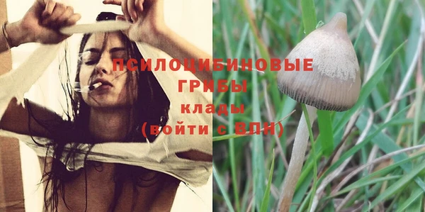 прущие грибы Вязьма